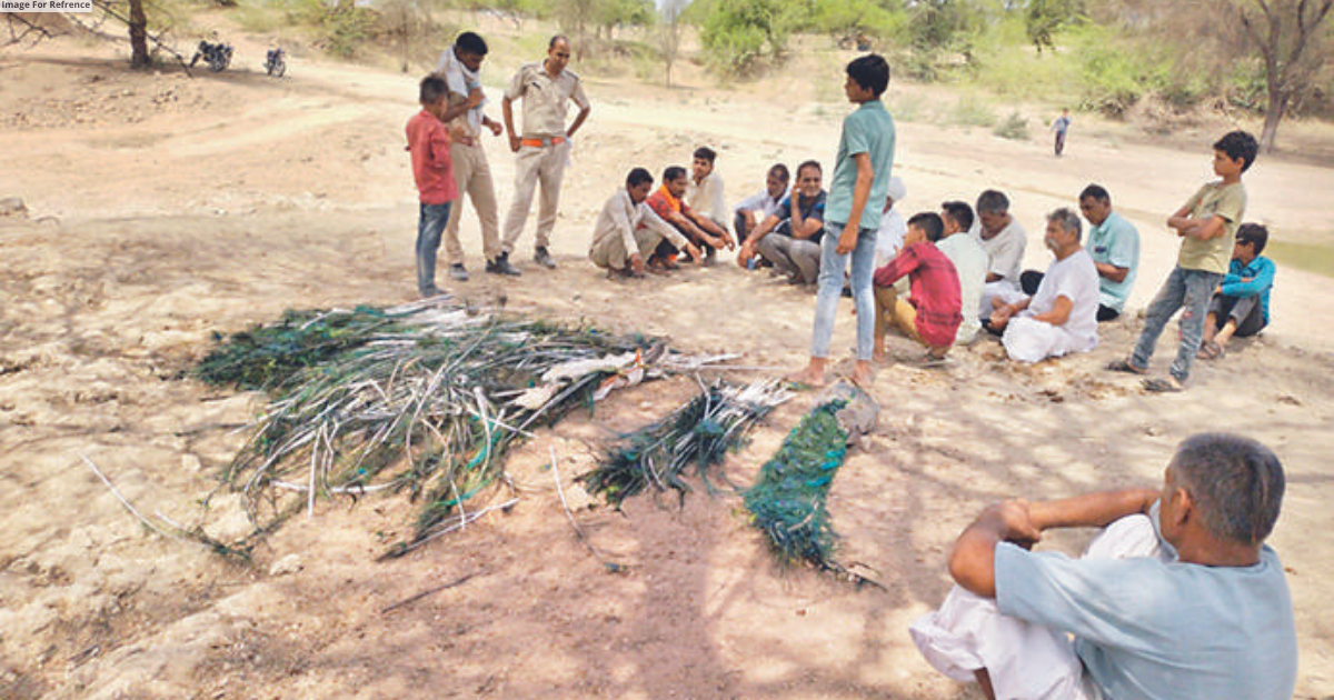 20 peacocks found dead in Luni amid heatwave, villagers outraged